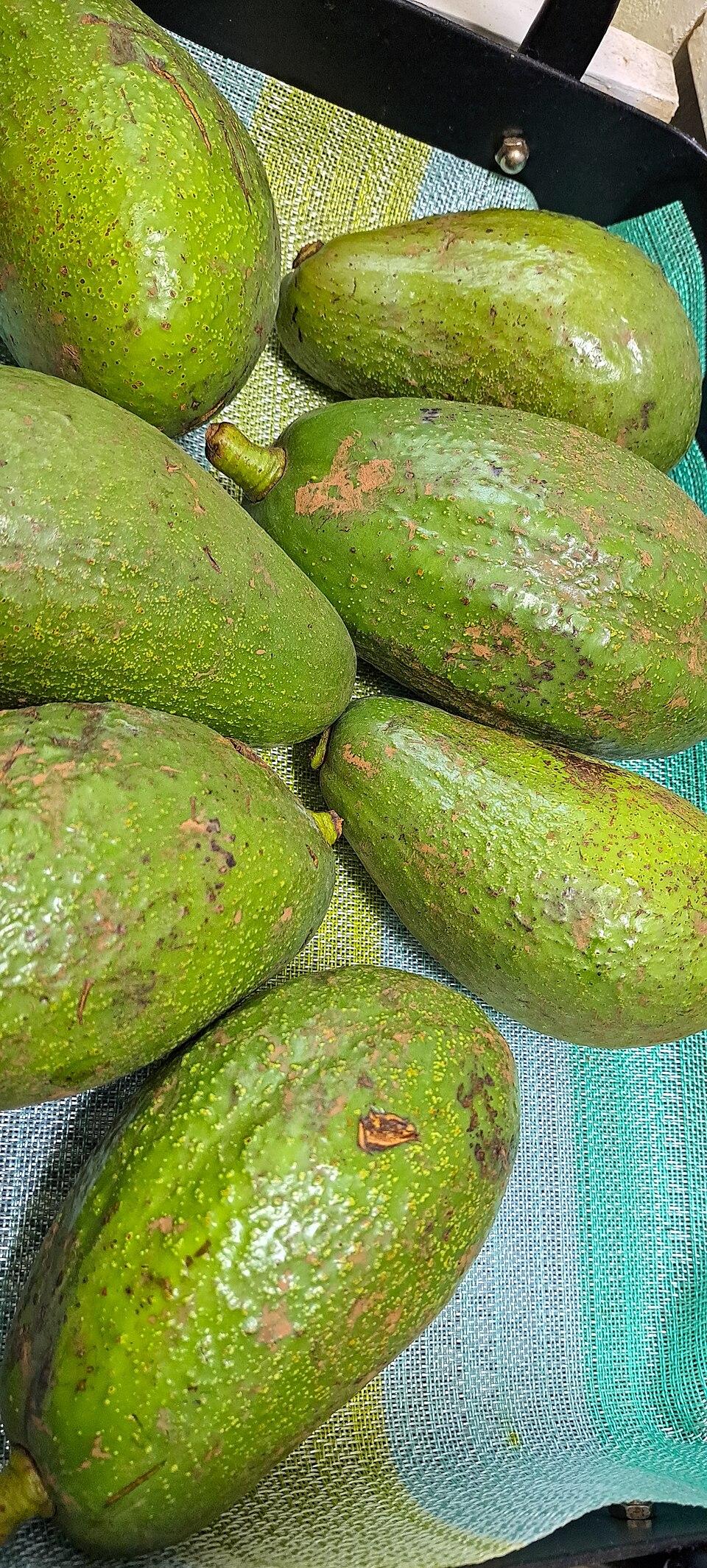 Avocados grown in Kenya