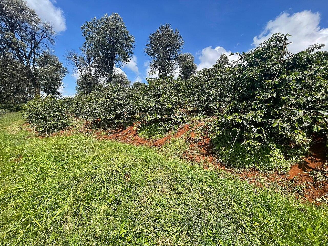 Coffee plantation in Cianda, Kiambu County