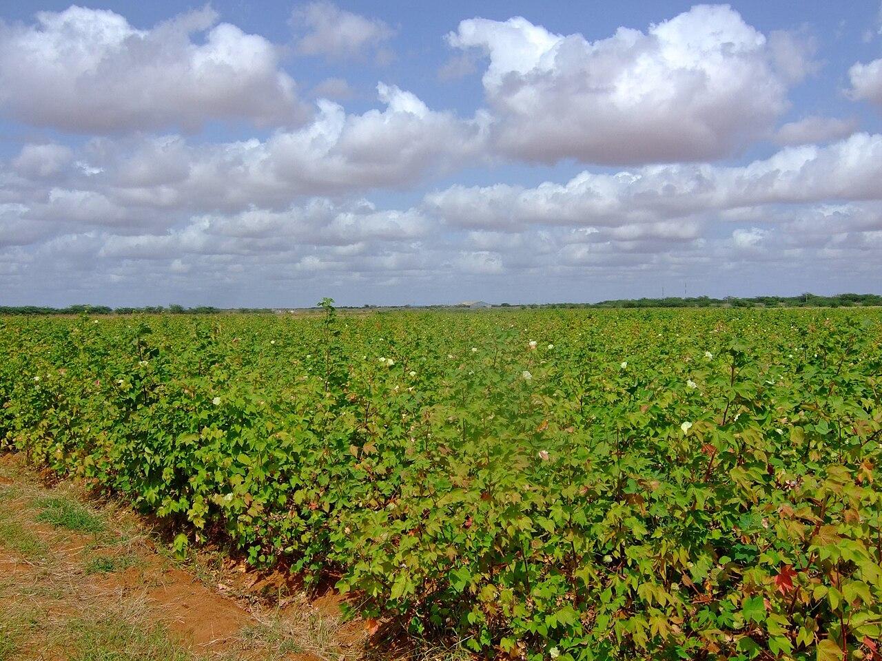 Cotton crop at Bura, Kenya
