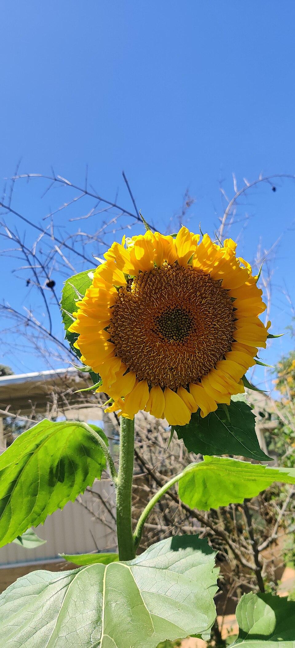 Sunflower farming in Kenya