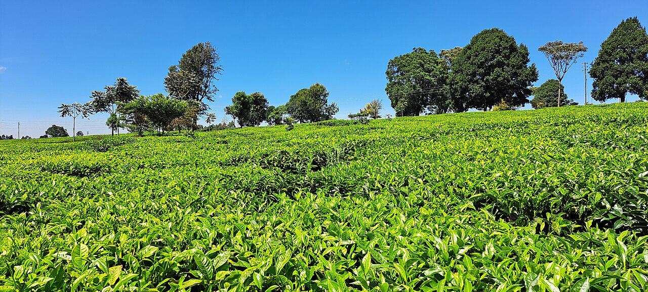 Tea fields in Kenya