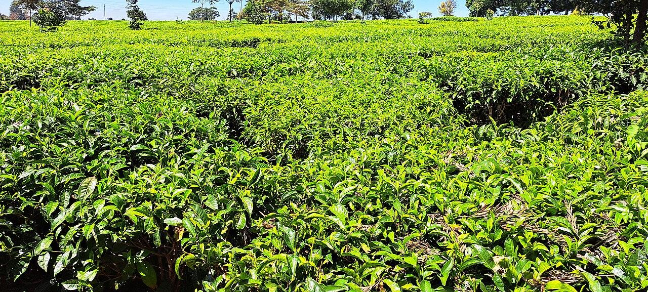 Tea farm in Limuru, Kenya